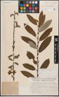 Foto von Salix discolor Muhl. x Salix humilis Marshall